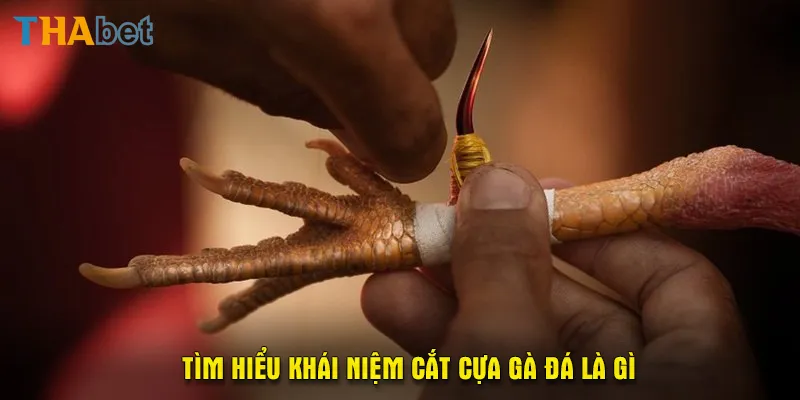 Tìm hiểu khái niệm cắt cựa gà đá là gì