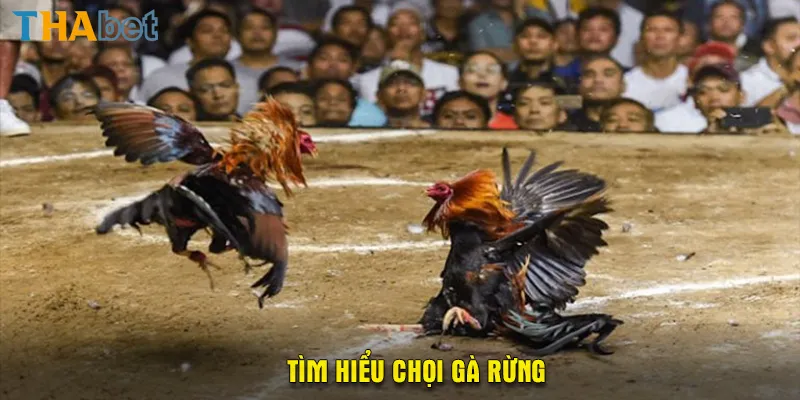 Tìm hiểu chọi gà rừng